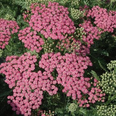 Achillea millefolium Tutti Frutti&trade; Pink Grapefruit
