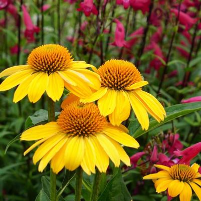 Echinacea Sombrero&reg; Lemon Yellow