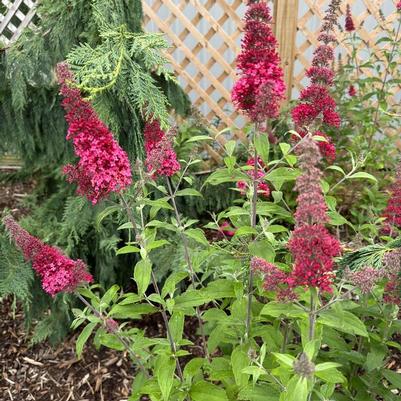 Buddleia davidii Monarch&reg; Prince Charming