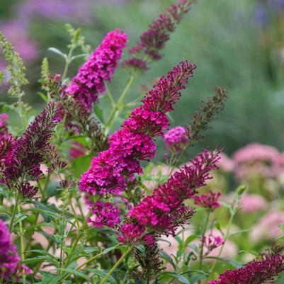 Buddleia davidii Monarch&reg; Queen of Hearts