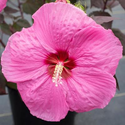 Hibiscus moscheutos Head Over Heels&reg; Passion