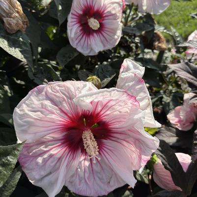 Hibiscus Summerific® Cherry Choco Latte