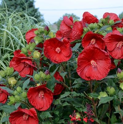 Hibiscus Summerific&reg; Cranberry Crush