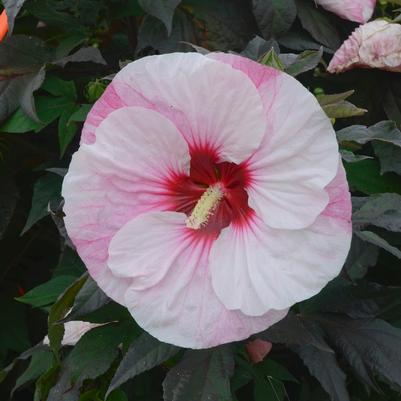 Hibiscus Summerific&reg; Perfect Storm