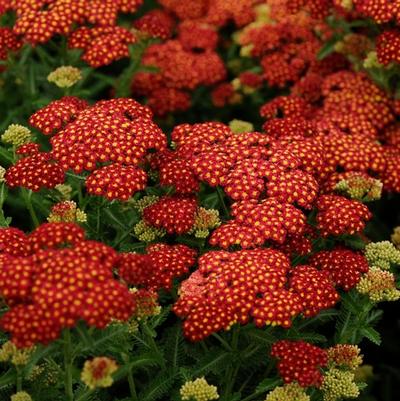 Achillea millefolium Seduction Strawberry