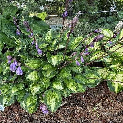 Hosta Island Breeze