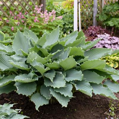 Hosta Shadowland&reg; Diamond Lake