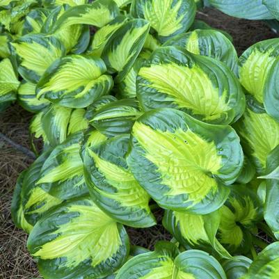 Hosta Shadowland&reg; Etched Glass