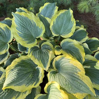 Hosta Shadowland&reg; Seducer