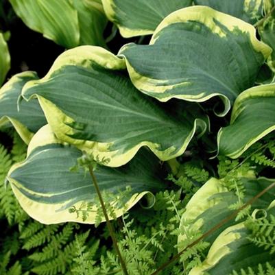Hosta Shadowland&reg; Wheee!