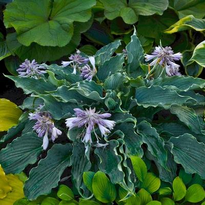 Hosta Shadowland&reg; Waterslide