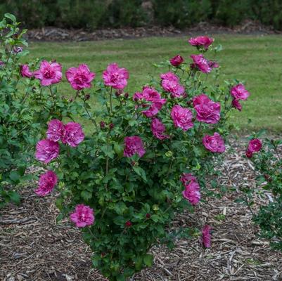 Hibiscus syriacus Magenta Chiffon&reg;