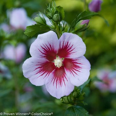 Hibiscus syriacus Orchid Satin&reg;