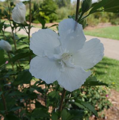 Hibiscus syriacus White Pillar&reg;