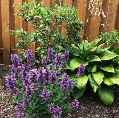 Agastache Poquito&trade; Dark Blue