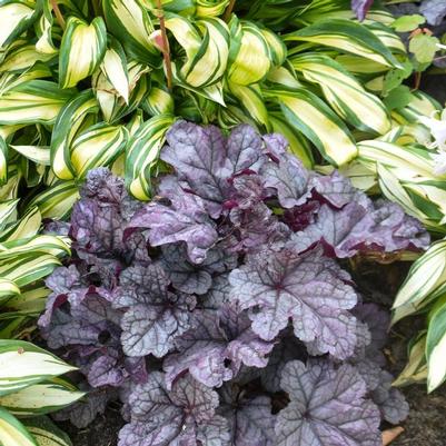 Heuchera Dolce&reg; Frosted Berry