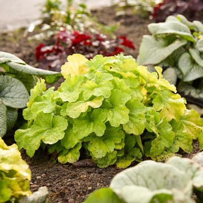 Heuchera Primo&reg; Pistachio Ambrosia