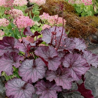 Heuchera Northern Exposure&trade; Purple