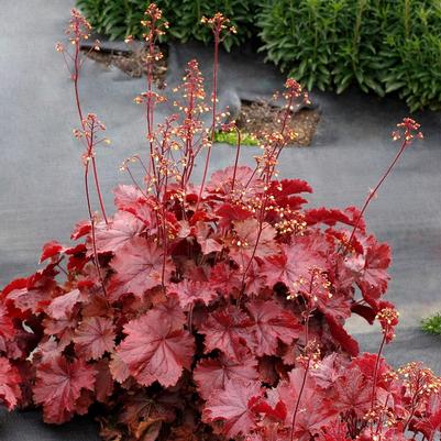 Heuchera Northern Exposure&trade; Red