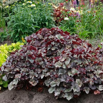 Heuchera Northern Exposure&trade; Silver