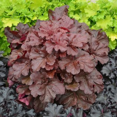 Heuchera Primo&reg; Mahogany Monster
