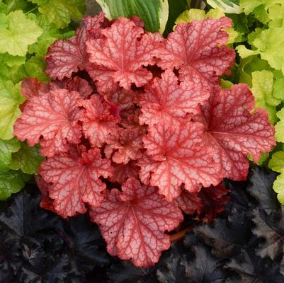 Heuchera Primo&reg; Peachberry Ice