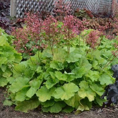 Heuchera Primo&trade; Pretty Pistachio