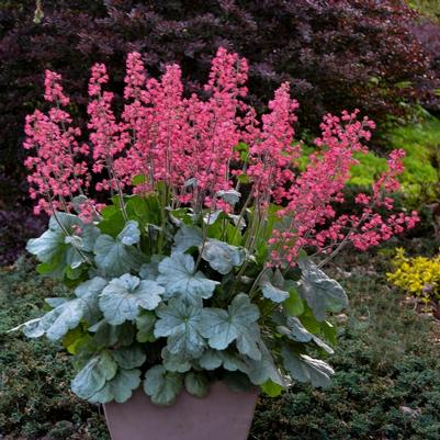 Heuchera Dolce&reg; Spearmint