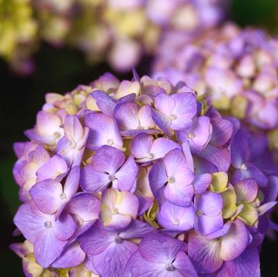 Hydrangea macrophylla Endless Summer BloomStruck&reg;