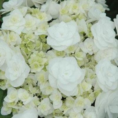 Hydrangea macrophylla Double Delights&trade; Wedding Gown
