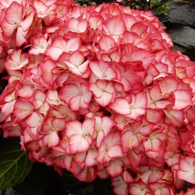Hydrangea macrophylla Kimono&trade;
