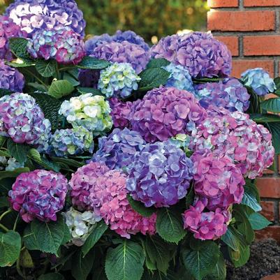 Hydrangea macrophylla L.A. Dreamin'&reg;