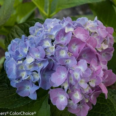 Hydrangea macrophylla Let's Dance&reg; Blue Jangles&reg;
