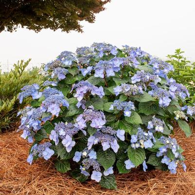 Hydrangea macrophylla Endless Summer&reg; Pop Star&trade;