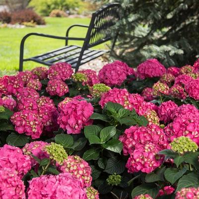 Hydrangea macrophylla Endless Summer&reg; Summer Crush&reg;