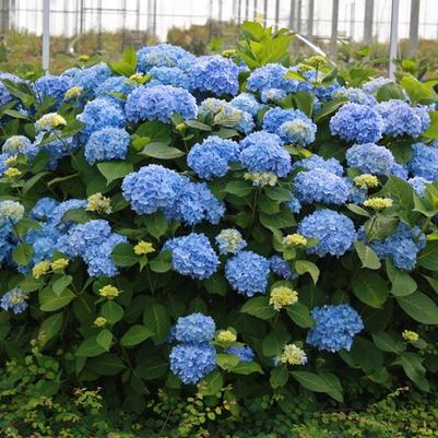 Hydrangea macrophylla Endless Summer&reg; The Original&reg;
