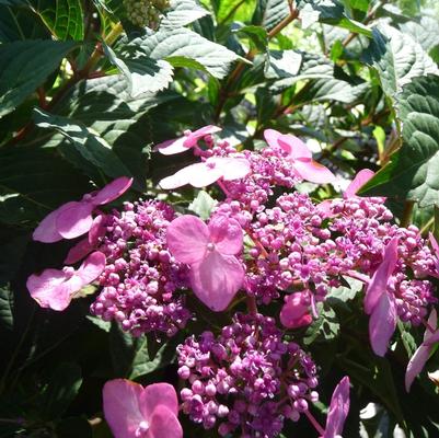 Hydrangea macrophylla Endless Summer&reg; Twist-n-Shout&reg;