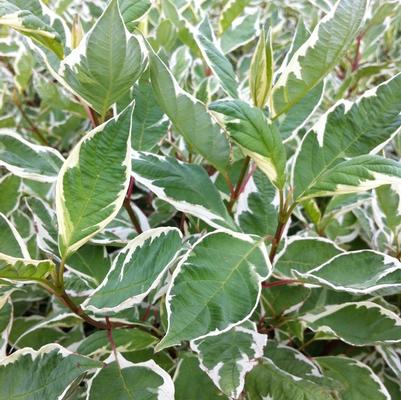 Cornus alba Ivory Halo&reg;