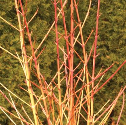 Cornus sanguinea Arctic Sun&reg;