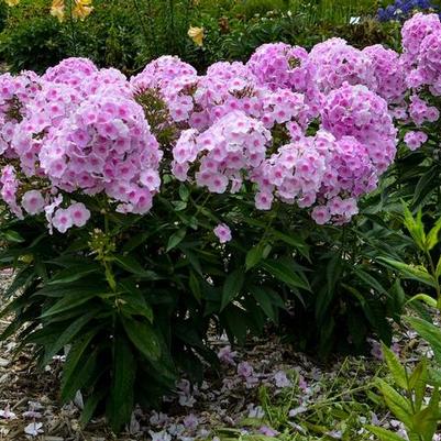 Phlox paniculata Luminary&trade; Opalescence
