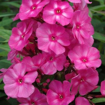 Phlox paniculata Candy Store&reg; Bubblegum Pink&trade;