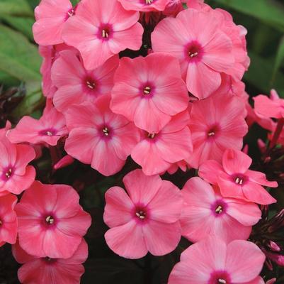 Phlox paniculata Candy Store&reg; Coral Crème Drop&trade;