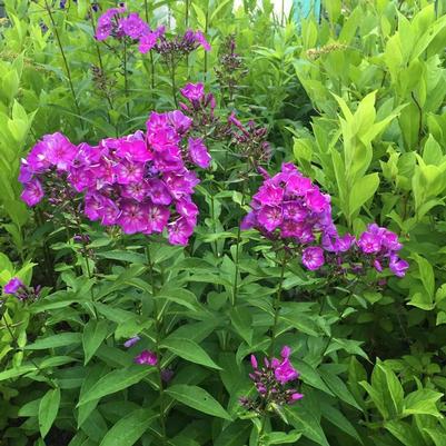 Phlox paniculata Candy Store&reg; Grape Lollipop&trade;