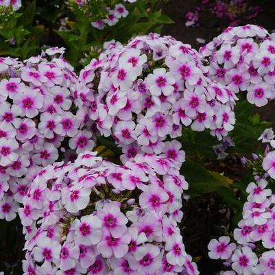 Phlox paniculata Ka-Pow&reg; White Bicolor
