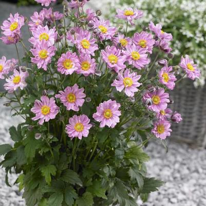 Anemone hupehensis Fantasy&trade; Pocahontas