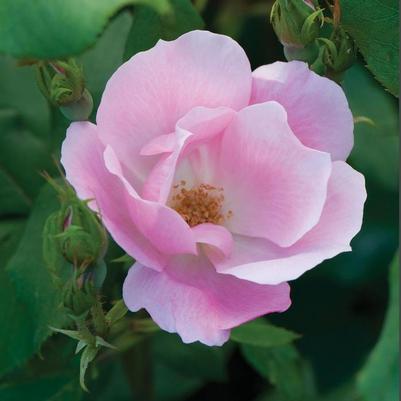 Rosa Knock Out&reg; Blushing