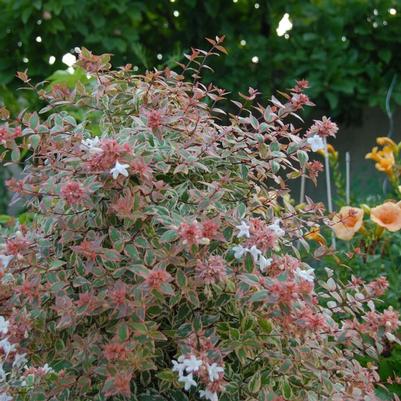 Abelia x grandiflora Tres Amigos&trade;