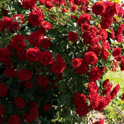 Rosa Cherry Frost&trade;