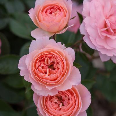 Rosa Easy Elegance&reg; Calypso