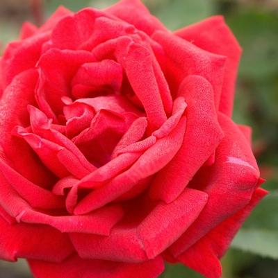 Rosa Easy Elegance&reg; Como Park